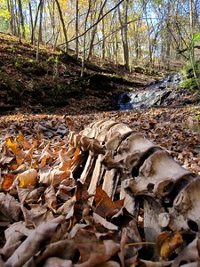 Bones washed up among the leaves beside a small stream.
