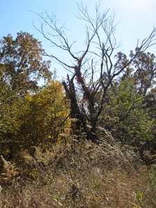 Leaves of every color at the edge of a Wisconsin forest.