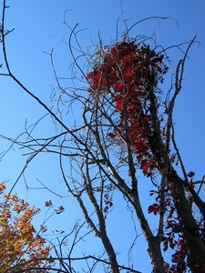 A Tuft of Deep Red Leaves against the Blue Sky