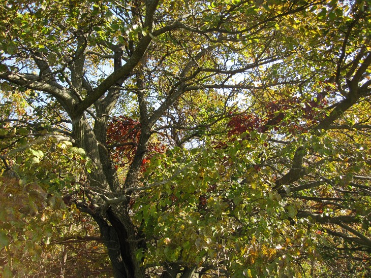 Vine-wrapped tree limbs sprawl out in every direction, with leaves ranging from green and yellow to orange and deep red.