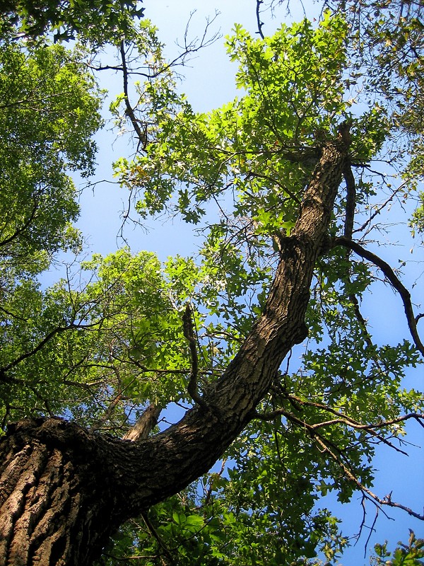 A crooked oak limb with clusters of bright green leaves rises into the clear sky. 