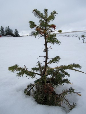 Christmas Tree The slender branches of a very small fir tree poke out from the melting snow.