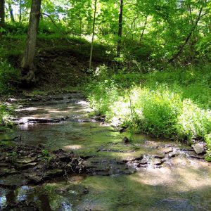 Glimpses of May in Wisconsin | A Tree Left Standing