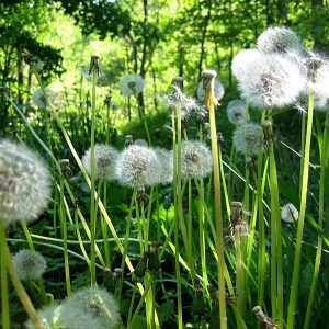 Glimpses of May in Wisconsin | A Tree Left Standing