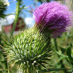 Thistle Blossom