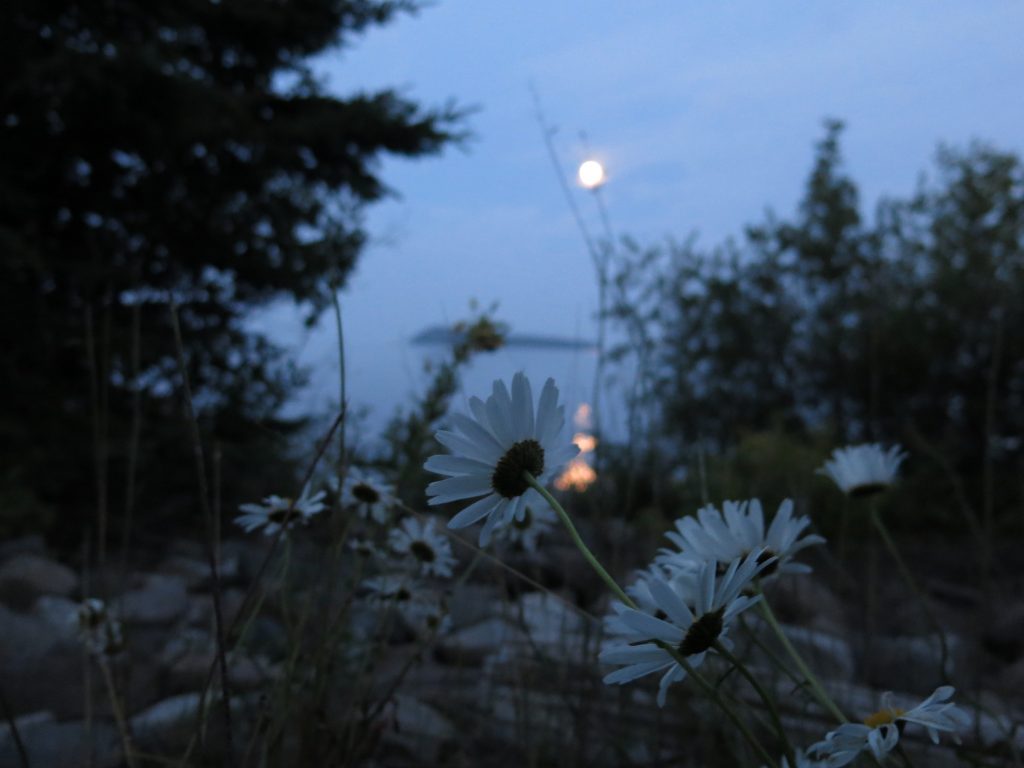 White flowers at the lakeshore in the moonlight
