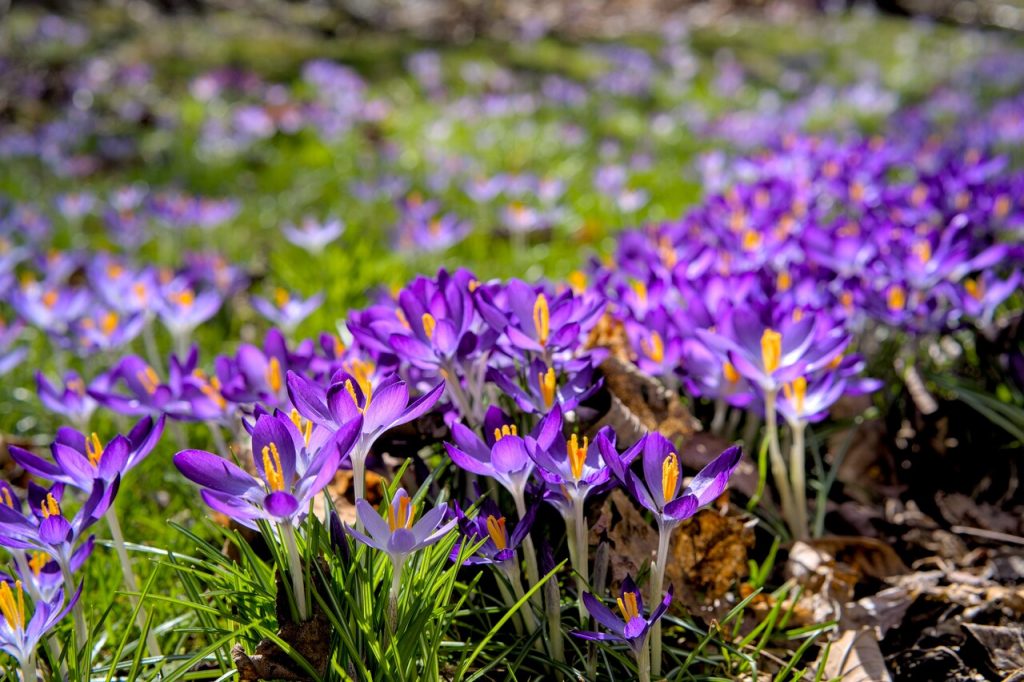 a cluster of crocus flowers in full blossom